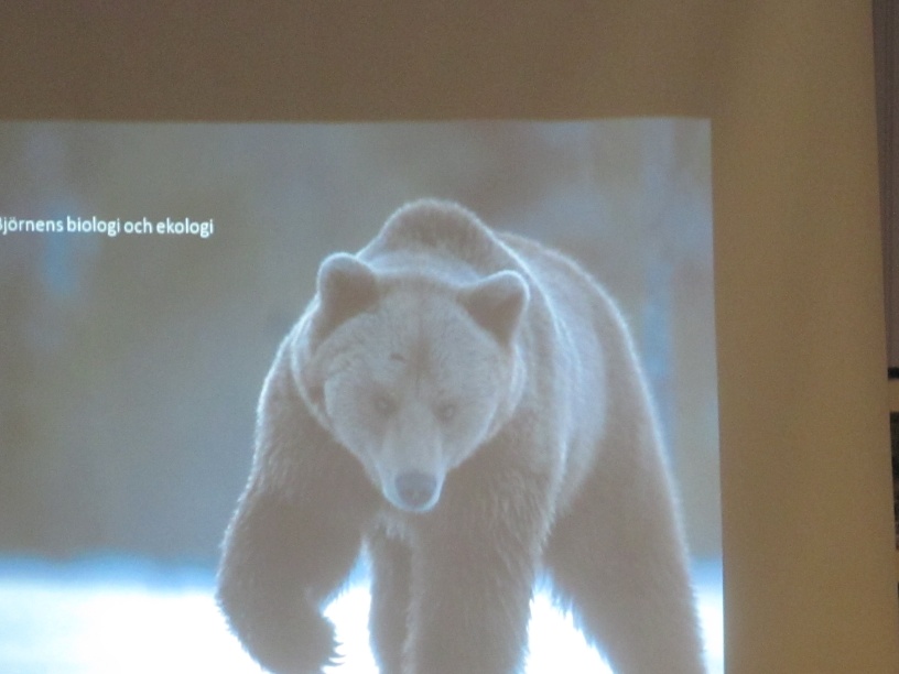 björnenens biologi nattavaaara lapland sweden